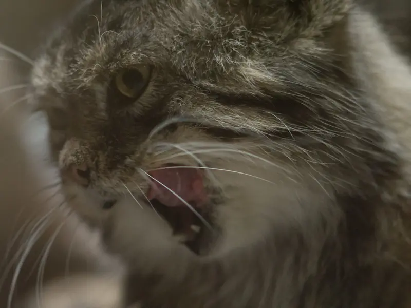 A photograph of Primula in Ueno Zoological Gardens