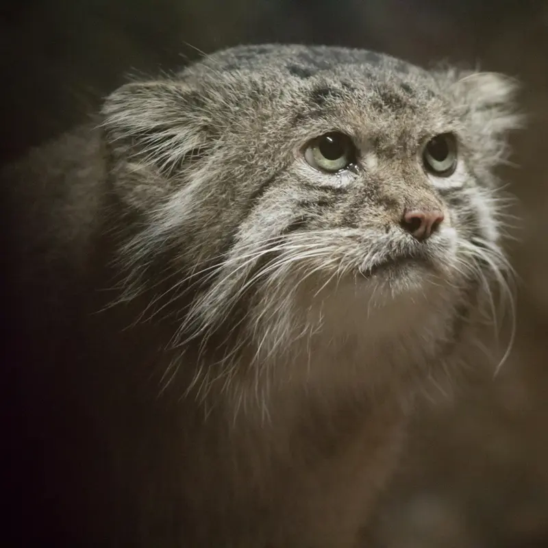 A photograph of Klyon in Ueno Zoological Gardens