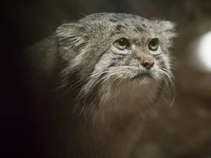 A photograph of Klyon in Ueno Zoological Gardens