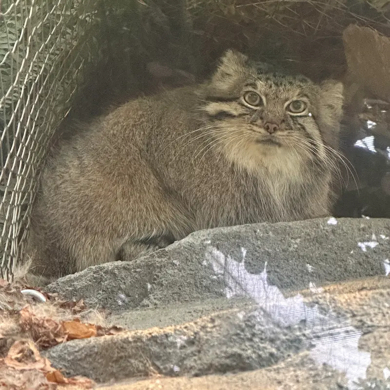 A photograph of Az in Kobe Animal Kingdom