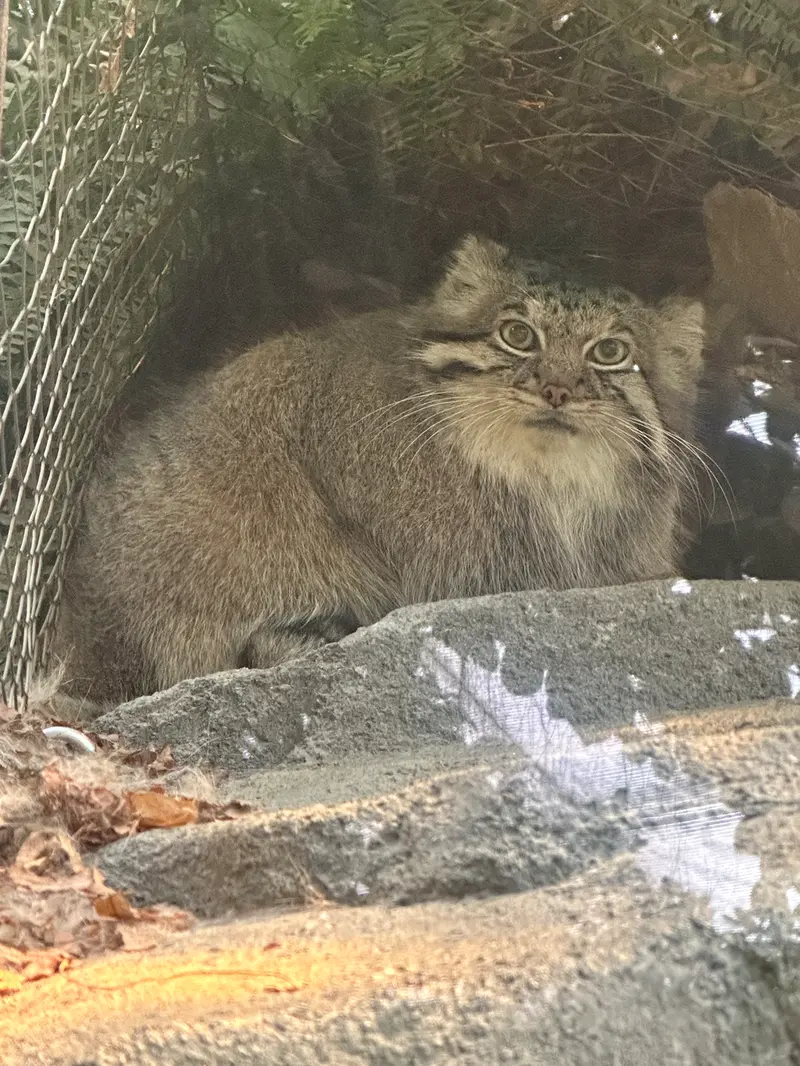 A photograph of Az in Kobe Animal Kingdom