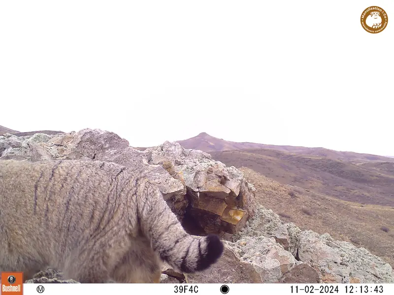 A photograph of Otocolobus manul manul from Besshoky 1 camera trap