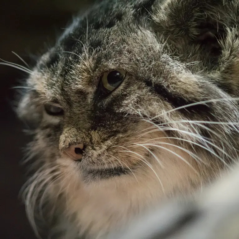 A photograph of Primula in Ueno Zoological Gardens