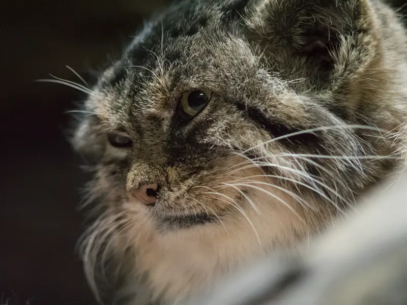 A photograph of Primula in Ueno Zoological Gardens