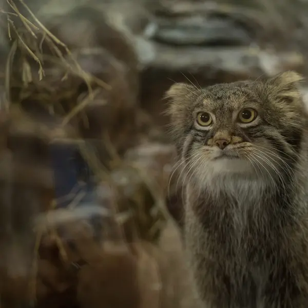 A photograph of Figa in Ueno Zoological Gardens