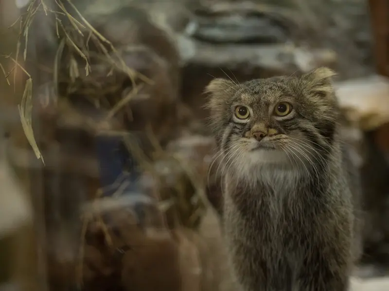 A photograph of Figa in Ueno Zoological Gardens