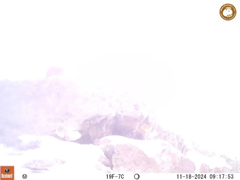 A photograph of Pika from Besshoky 1 camera trap
