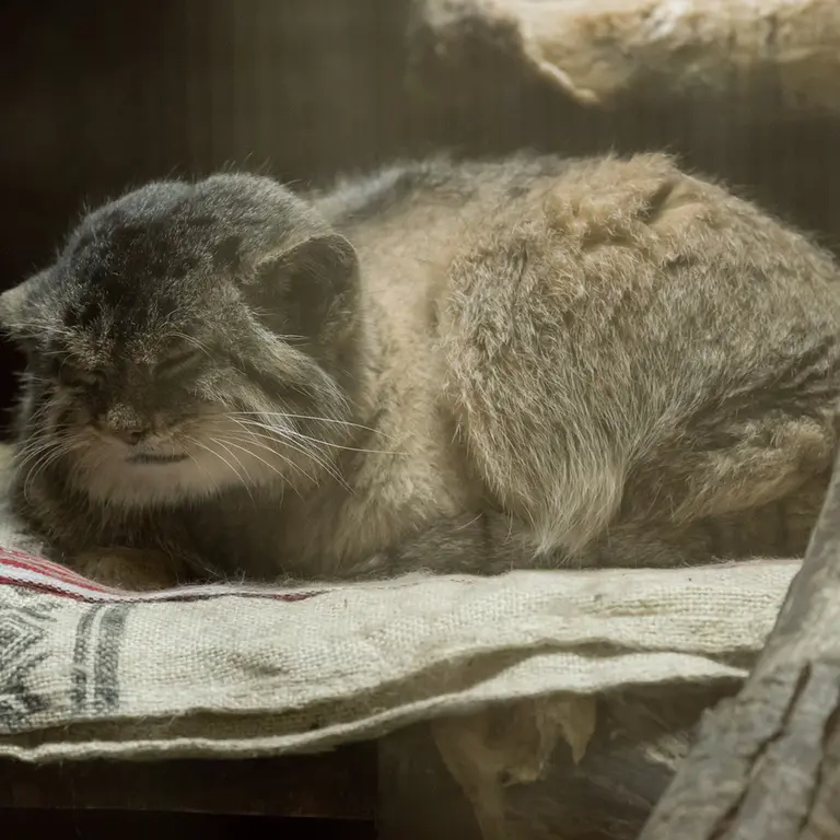 A photograph of Primula in Ueno Zoological Gardens
