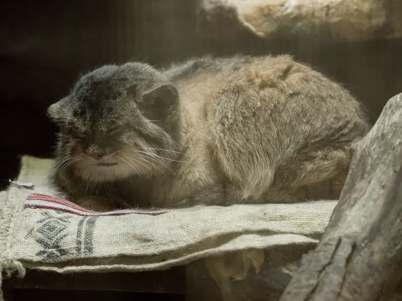 A photograph of Primula in Ueno Zoological Gardens