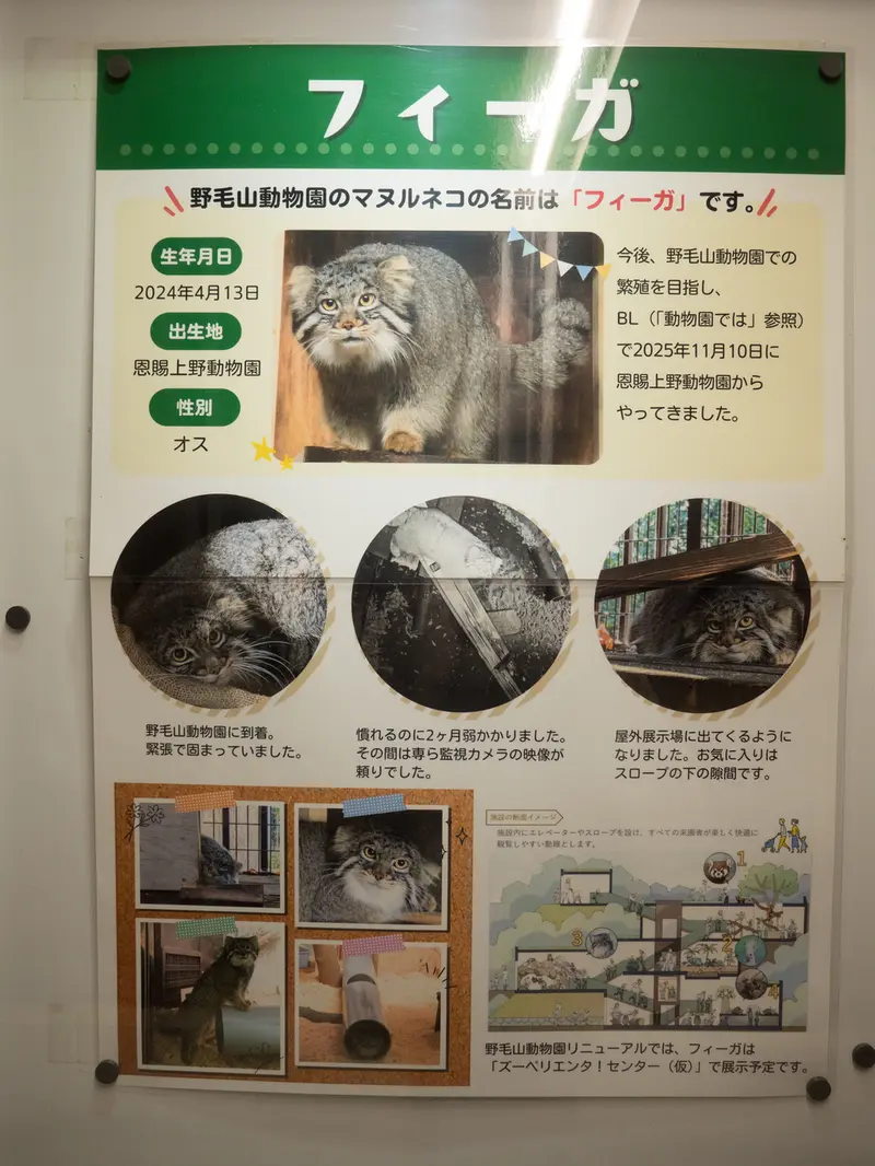 A photograph of Figa in Nogeyama Zoo