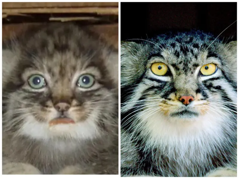 A photograph of a Pallas's cat