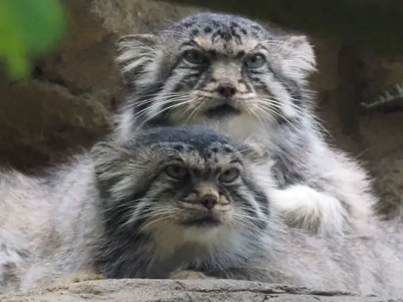 A photograph of a Pallas's cat