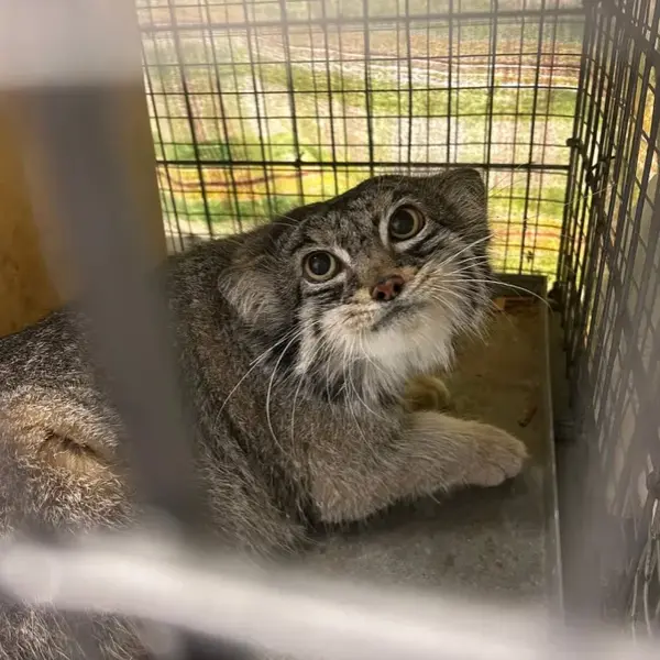 A photograph of Pabu in Lake Superior Zoo