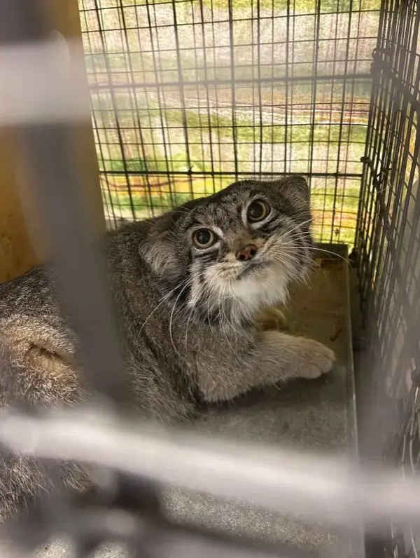 A photograph of Pabu in Lake Superior Zoo