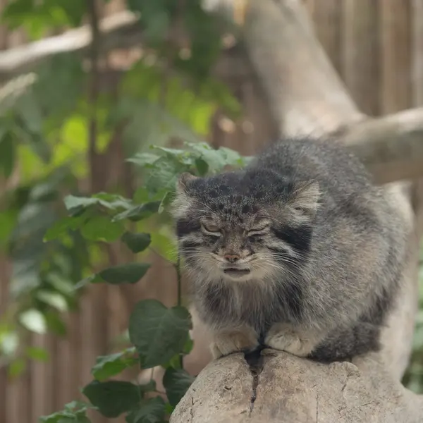 A photograph of Nar in Kobe Animal Kingdom