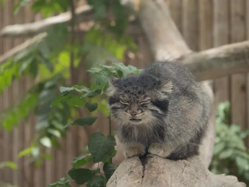 A photograph of Nar in Kobe Animal Kingdom