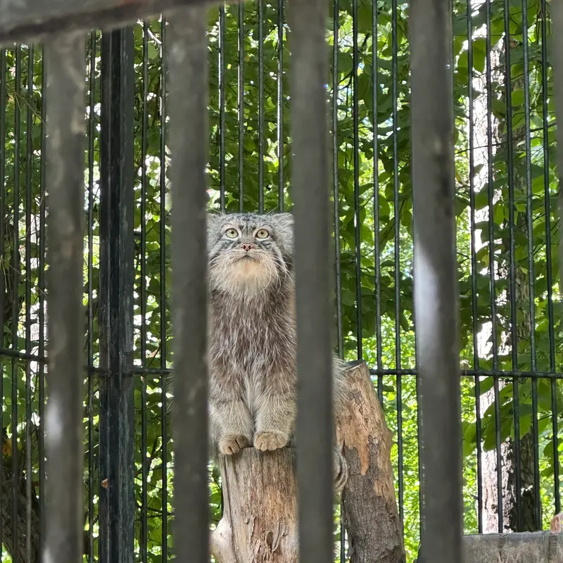 A photograph of Sylvester in Novosibirsk Zoo