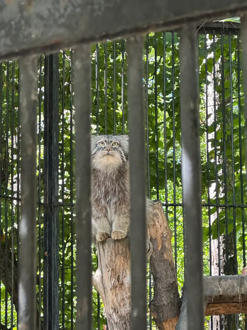 A photograph of Sylvester in Novosibirsk Zoo