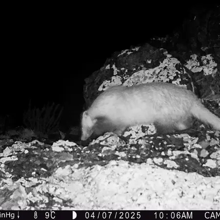 A photograph of Asian badger from Zhilandy camera trap