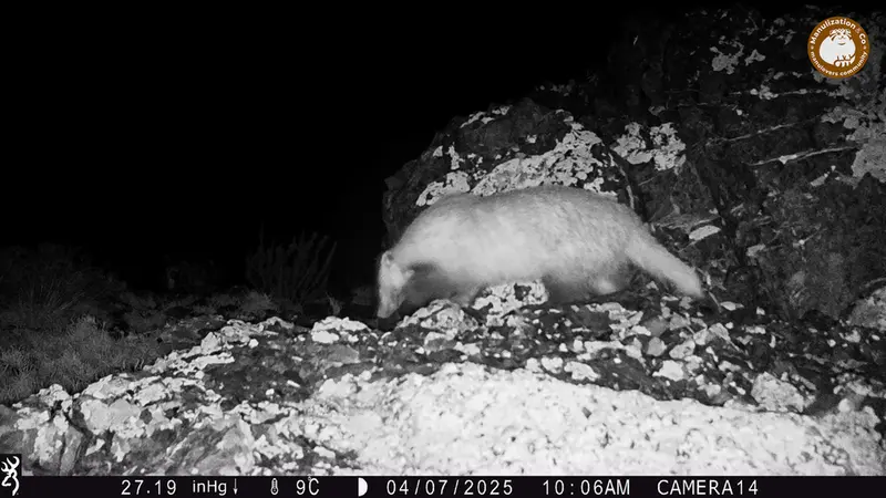 A photograph of Asian badger from Zhilandy camera trap