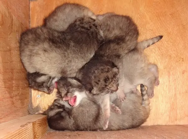 A photograph of Grusha, Iris, Lotos, Oliva, and Primula in Saitama Children's Zoo
