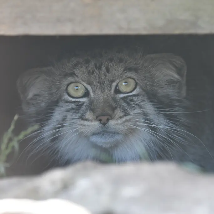 A photograph of Khutga in The Lakeland Wildlife Oasis