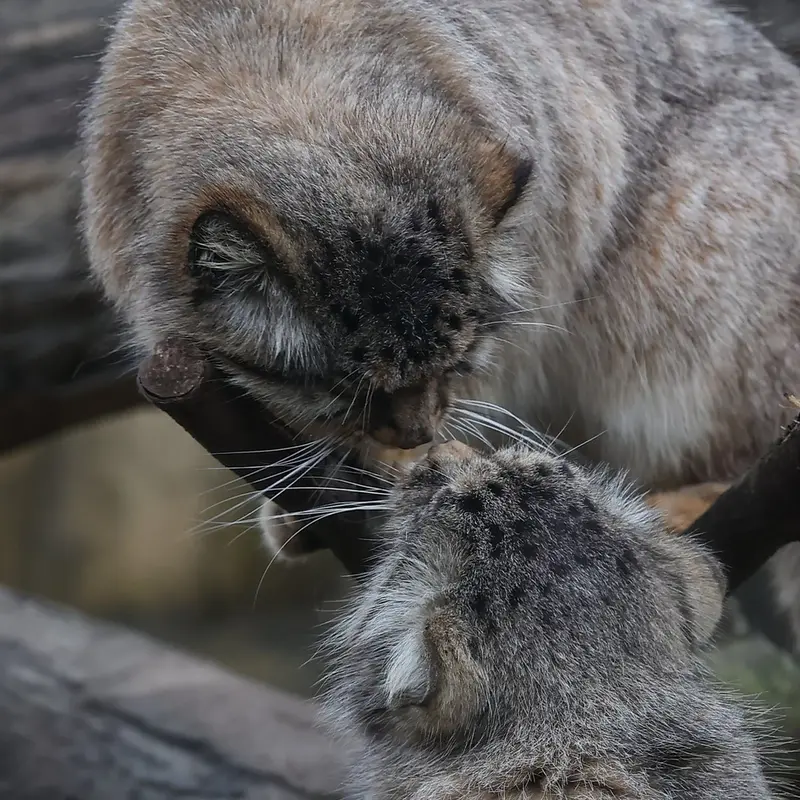 A photograph of a Pallas's cat