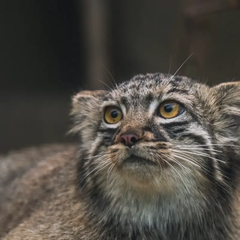 A photograph of Mei in Kobe Animal Kingdom