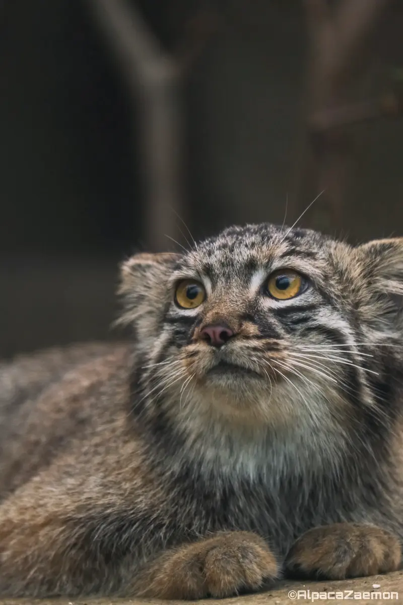 A photograph of Mei in Kobe Animal Kingdom