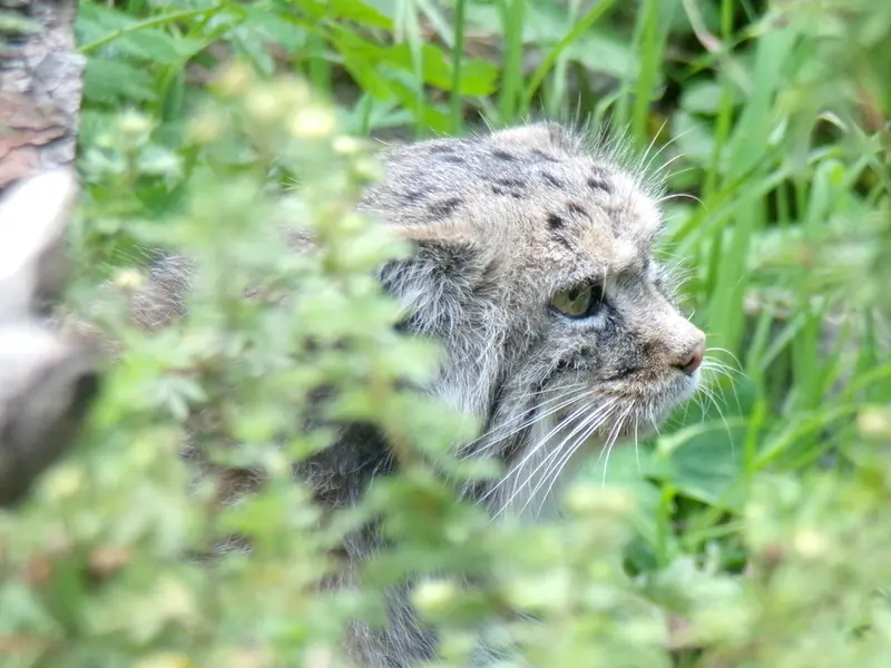 A photograph of Zarina in Wrocław Zoo