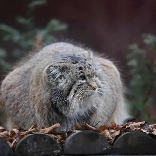 A photograph of Mania in Poznan New Zoo