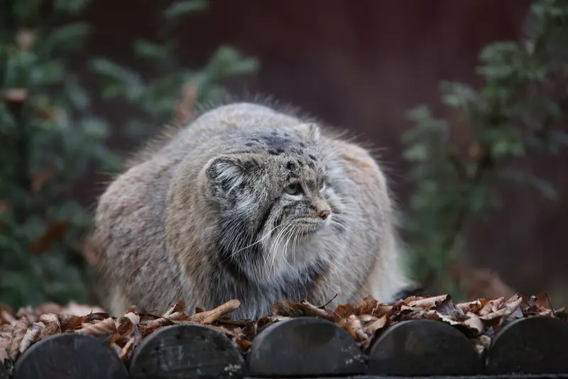 A photograph of Mania in Poznan New Zoo