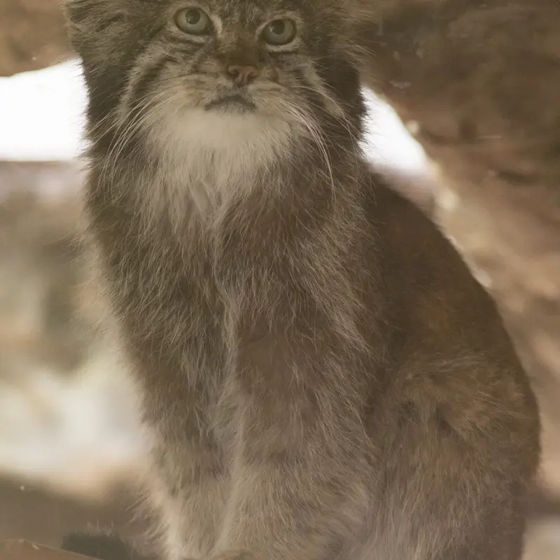 A photograph of Klyon in Ueno Zoological Gardens