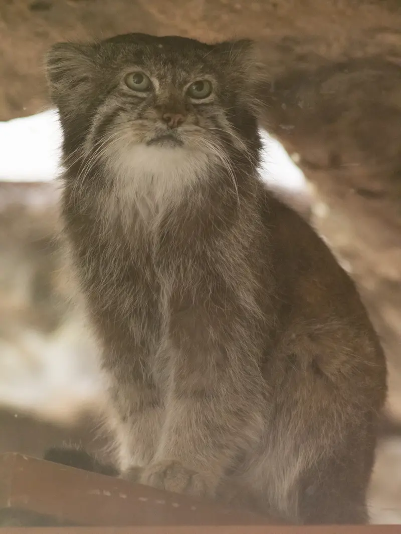A photograph of Klyon in Ueno Zoological Gardens
