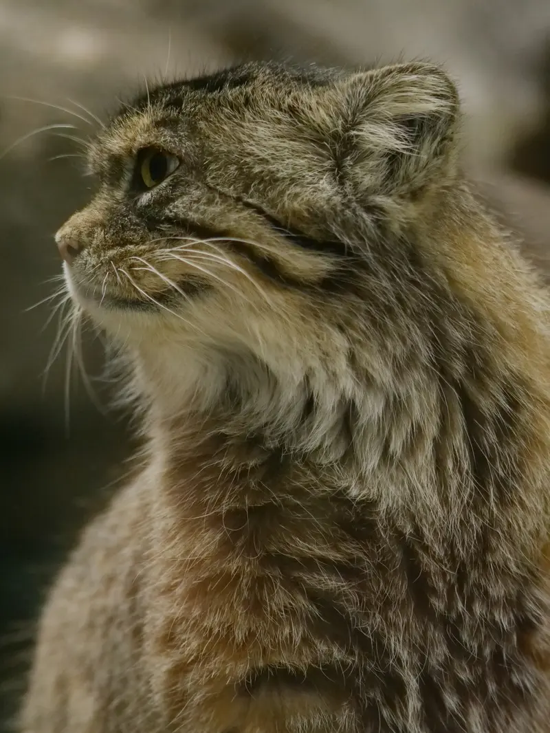 A photograph of Primula in Ueno Zoological Gardens