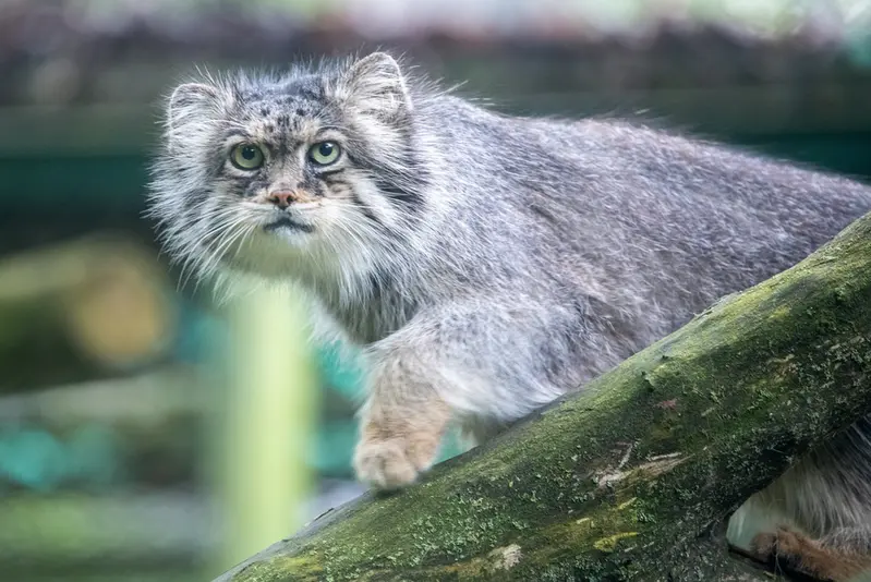 A photograph of Pazzo in Łódź Zoo