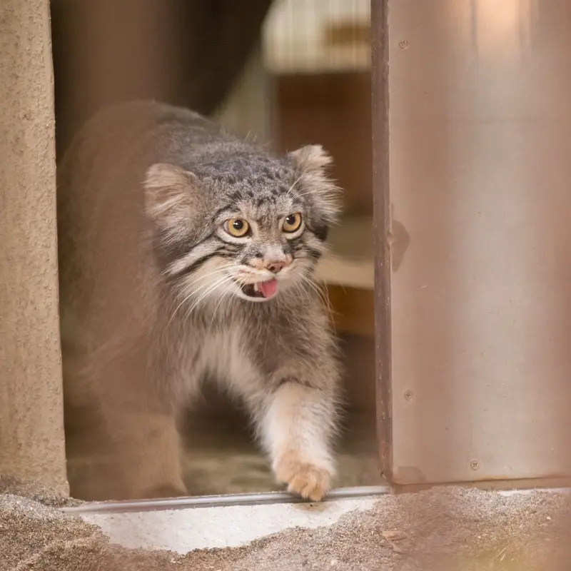 A photograph of Figa in Nogeyama Zoo