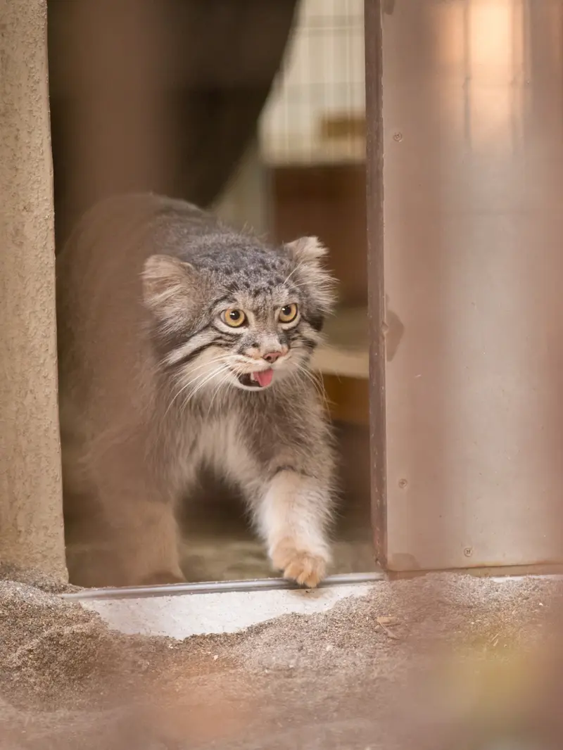 A photograph of Figa in Nogeyama Zoo