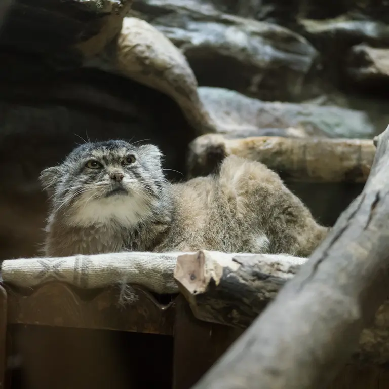 A photograph of Primula in Ueno Zoological Gardens