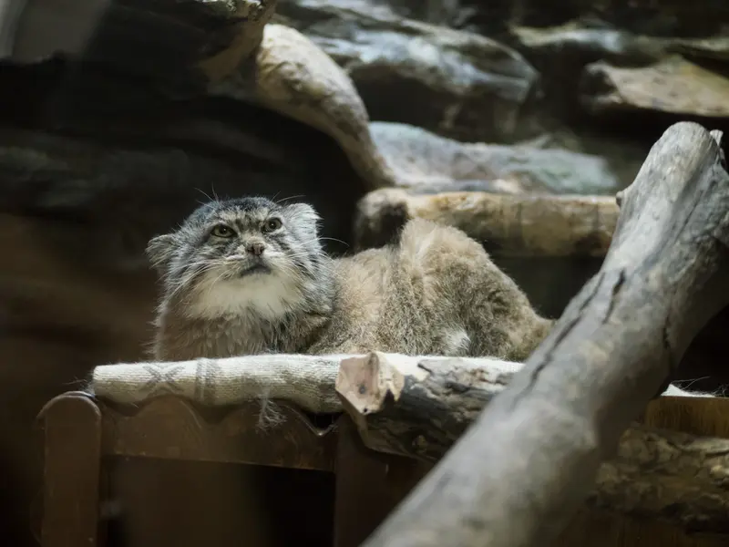 A photograph of Primula in Ueno Zoological Gardens