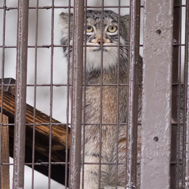 A photograph of Figa in Nogeyama Zoo