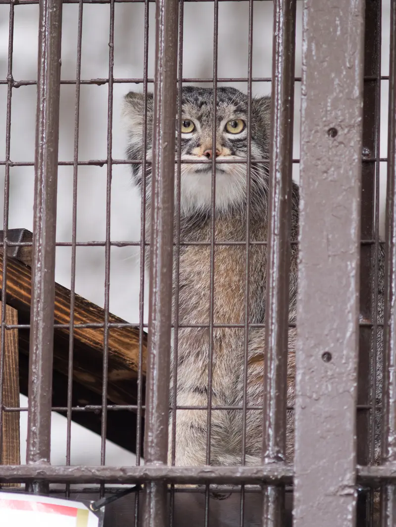 A photograph of Figa in Nogeyama Zoo