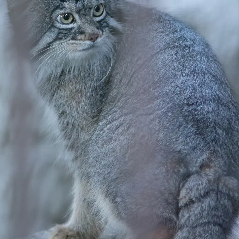 A photograph of Figa in Nogeyama Zoo
