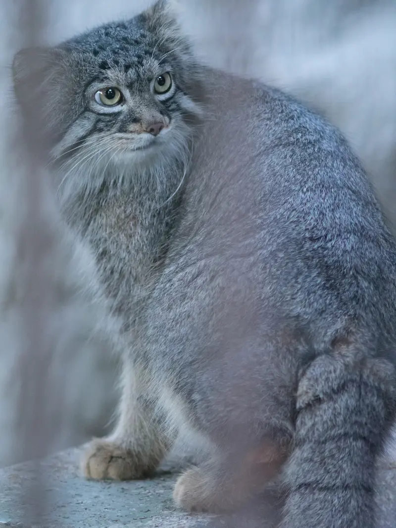 A photograph of Figa in Nogeyama Zoo