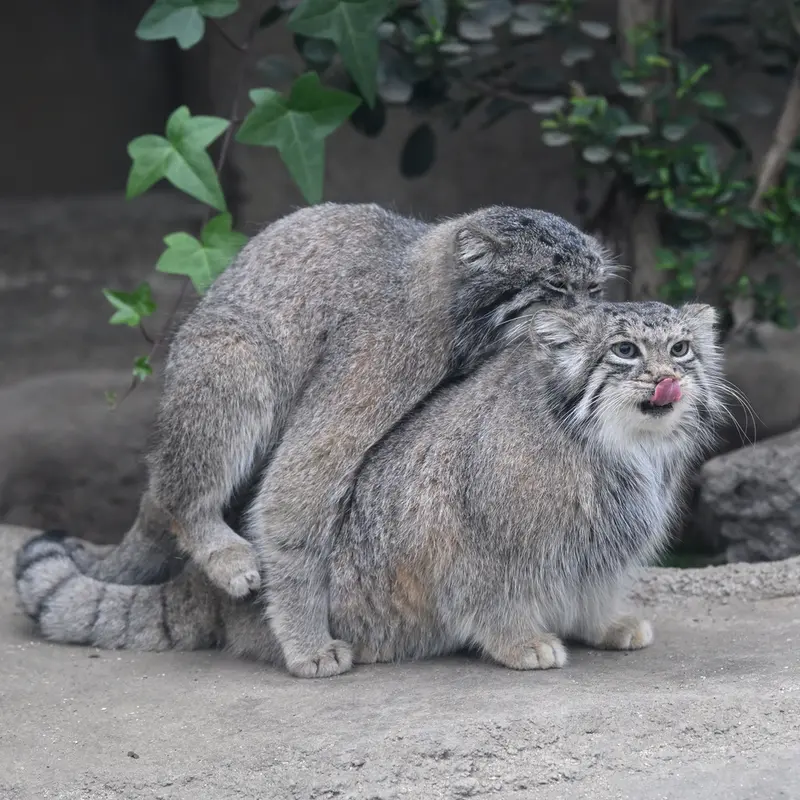 A photograph of Az in Kobe Animal Kingdom