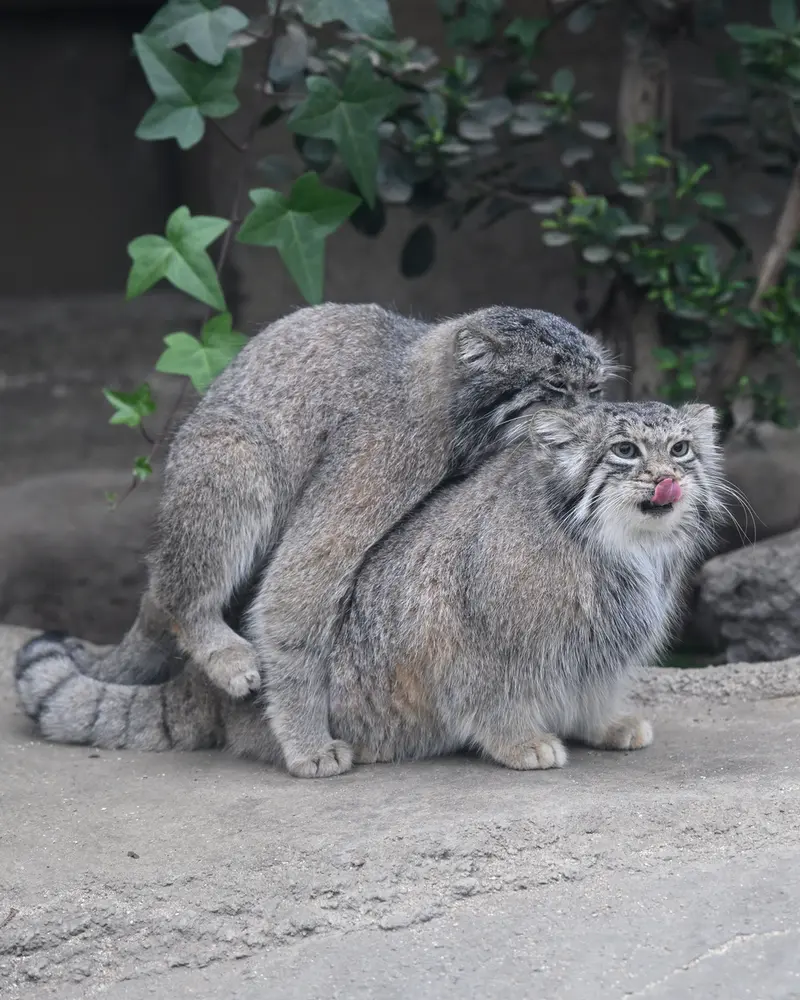 A photograph of Az in Kobe Animal Kingdom