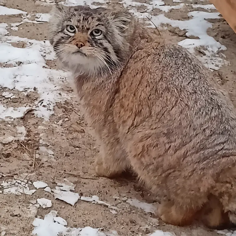 A photograph of George in Novosibirsk Zoo