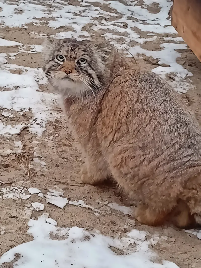 A photograph of George in Novosibirsk Zoo