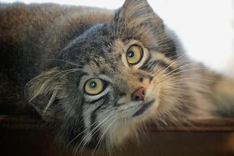 A photograph of a Pallas's cat