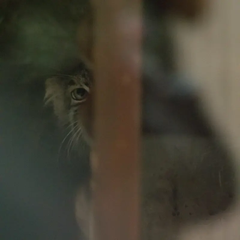 A photograph of Shafran in Ueno Zoological Gardens